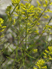 Brassica elongata pinnatifida