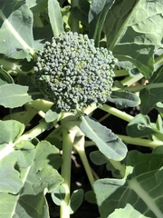 Brassica oleracea italica