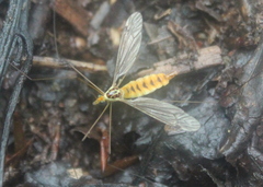 Nephrotoma virescens