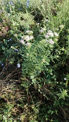 Achillea pannonica