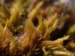 Grimmia ramondii