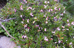 Rhododendron tetramerum