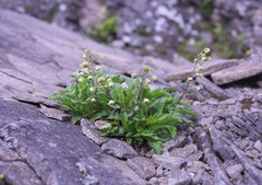 Artemisia pedunculosa