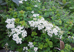 Spiraea nipponica