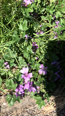 Malva sylvestris