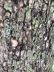 Platanus occidentalis