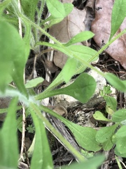 Chaetopappa bellidifolia