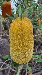 Banksia media