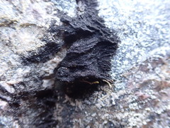 Pseudephebe pubescens