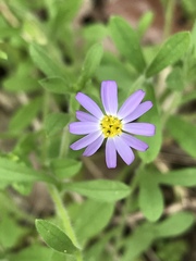 Chaetopappa bellidifolia