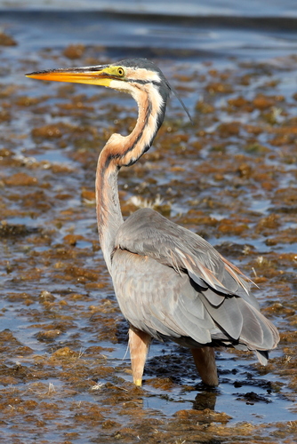 Eastern Purple Heron (Subspecies Ardea purpurea manilensis) · iNaturalist