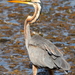 Eastern Purple Heron - Photo (c) tvp, some rights reserved (CC BY-NC-ND), uploaded by tvp