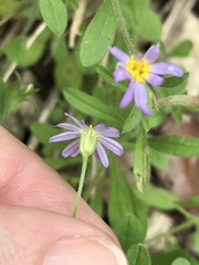 Chaetopappa bellidifolia