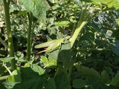 Tettigonia viridissima