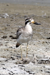 Esacus recurvirostris