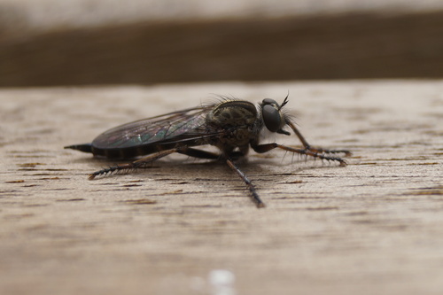 kite-tailed robberfly, Noord-Brabant, NL, photo 6 of 10