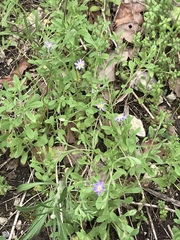 Chaetopappa bellidifolia