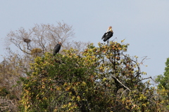 Leptoptilos javanicus