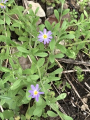 Chaetopappa bellidifolia