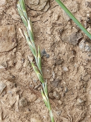 Thinopyrum intermedium intermedium