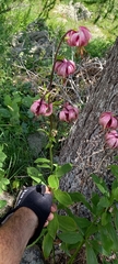 Lilium martagon martagon