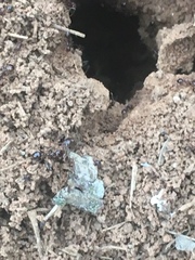 Solenopsis saevissima