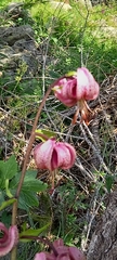 Lilium martagon martagon