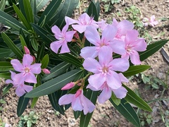 Nerium oleander