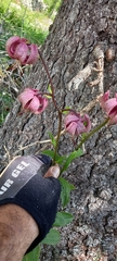 Lilium martagon martagon