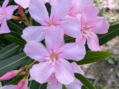 Nerium oleander