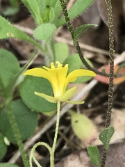 Physaria recurvata