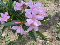 Nerium oleander