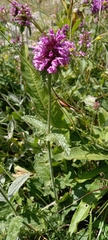 Betonica hirsuta