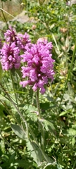 Betonica hirsuta