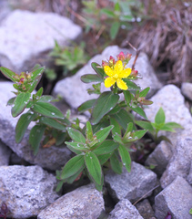 Hypericum nikkoense