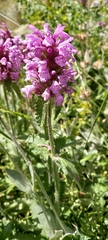 Betonica hirsuta