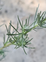 Artemisia campestris
