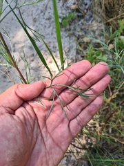 Artemisia campestris
