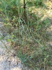 Artemisia campestris