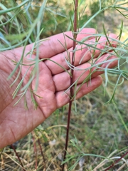 Artemisia campestris