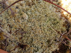 Sphagnum tenellum