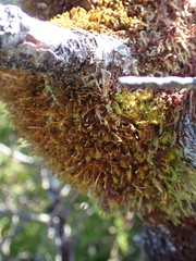 Ulota obtusiuscula
