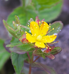 Hypericum nikkoense