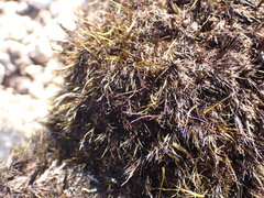 Campylopus atrovirens