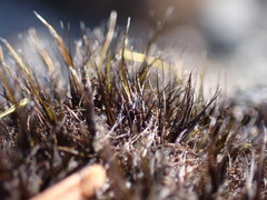 Campylopus atrovirens