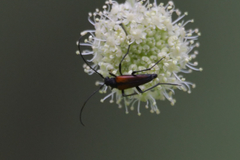 Stenurella melanura