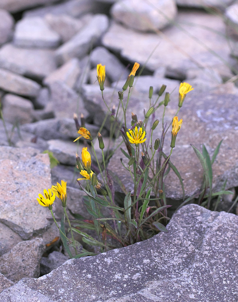 Ixeridium alpicola