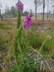Digitalis purpurea