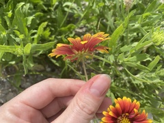 Gaillardia × grandiflora