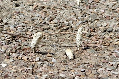 Podaxis pistillaris image